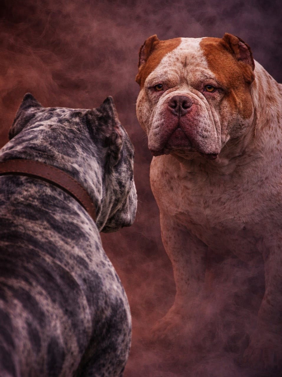 WhatsApp Image 2026-03-27 at 23.25.22 (1)